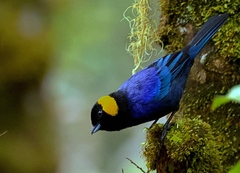 Iridosornis reinhardti