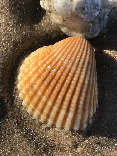 Chemnitz's ark clam