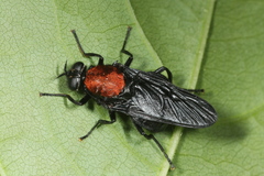 Clitellaria ephippium