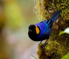 Iridosornis reinhardti