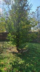 Pyrus calleryana