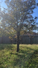 Pyrus calleryana