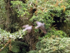 Patagioenas fasciata