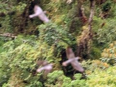 Patagioenas fasciata