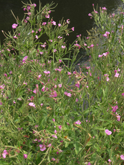 Epilobium hirsutum