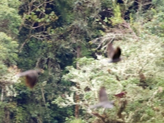 Patagioenas fasciata