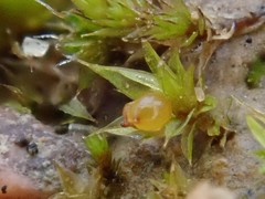 Microbryum floerkeanum