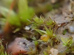 Microbryum floerkeanum