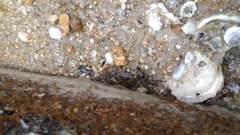 Metopograpsus