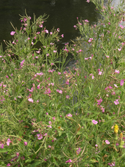 Epilobium hirsutum