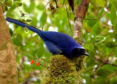 Cyanolyca viridicyanus