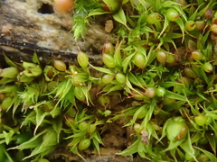 Microbryum curvicollum