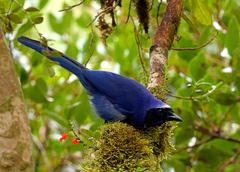 Cyanolyca viridicyanus