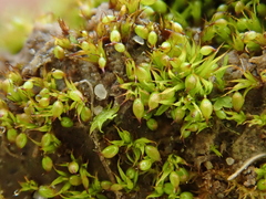 Microbryum curvicollum