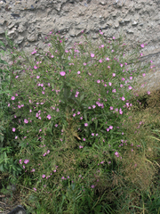 Epilobium hirsutum