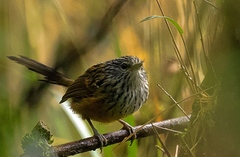 Drymophila striaticeps