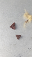 Neuroterus laurifoliae