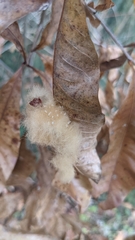 Neuroterus laurifoliae