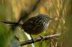 Drymophila striaticeps