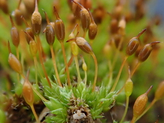 Pterygoneurum ovatum