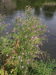 Epilobium hirsutum