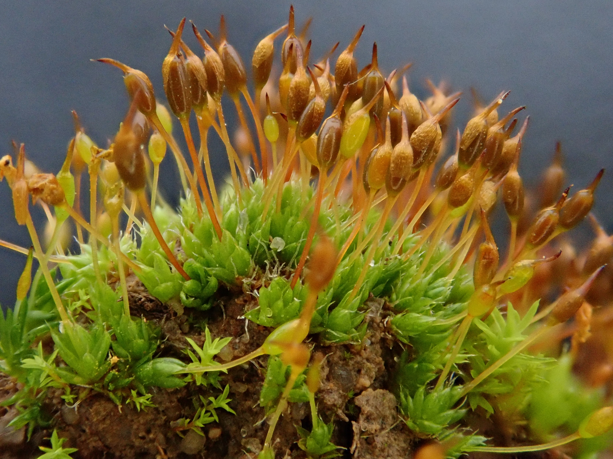 Pterygoneurum ovatum