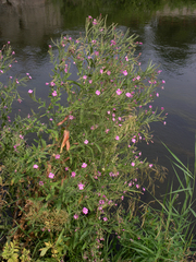 Epilobium hirsutum