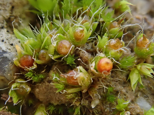 Pterygoneurum subsessile