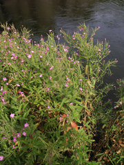 Epilobium hirsutum