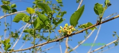 Grewia tiliifolia