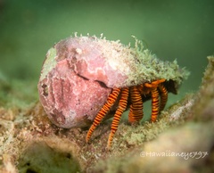 Ciliopagurus strigatus