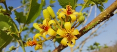 Grewia tiliifolia