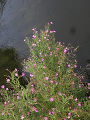 Epilobium hirsutum