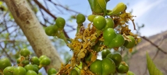 Grewia tiliifolia