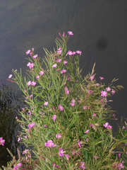 Epilobium hirsutum
