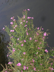 Epilobium hirsutum