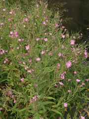Epilobium hirsutum