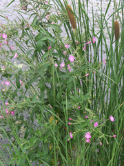 Epilobium hirsutum