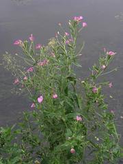 Epilobium hirsutum