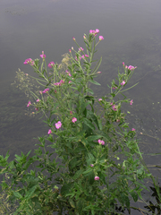 Epilobium hirsutum