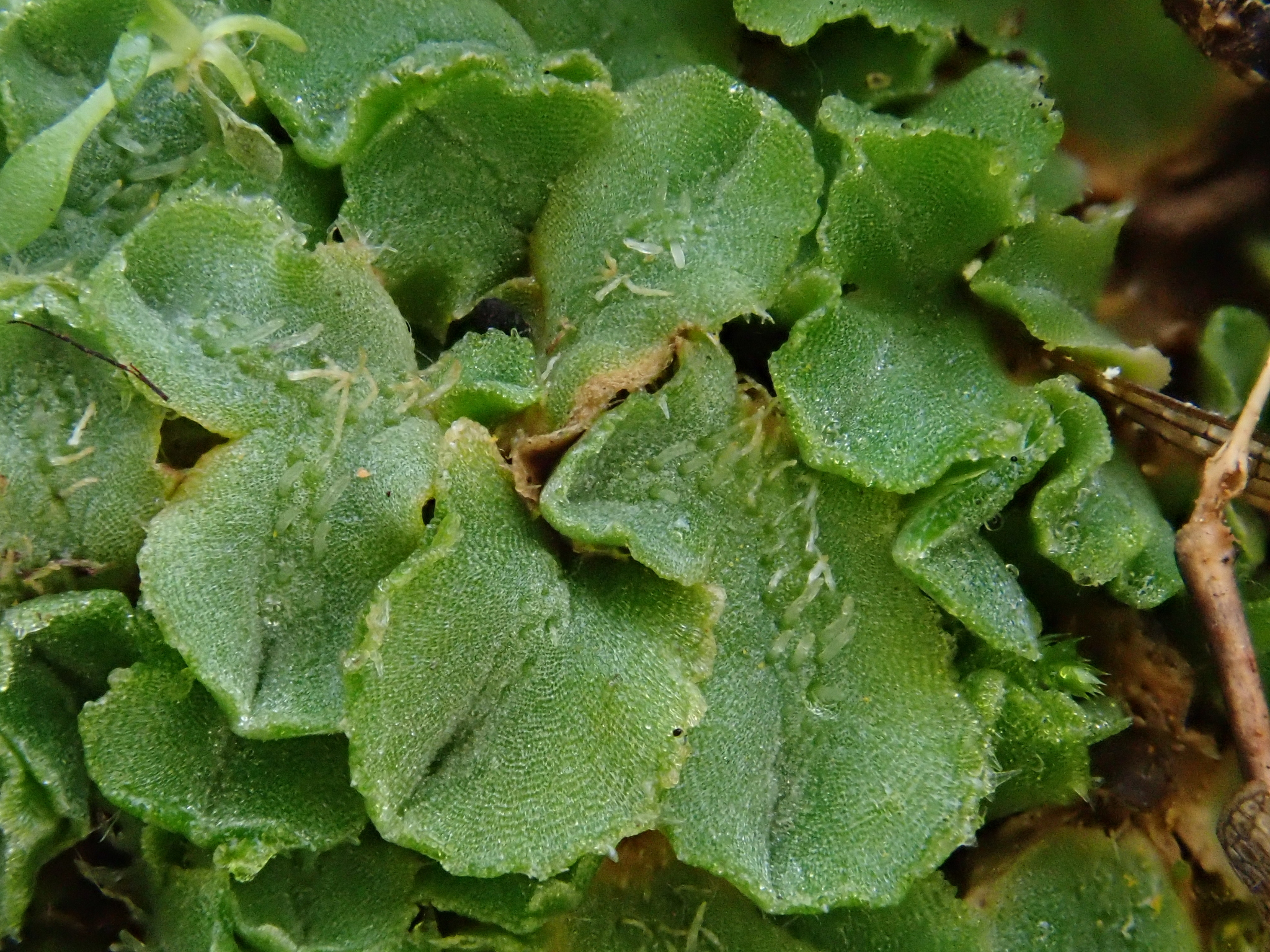 Riccia ciliifera