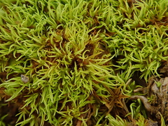 Weissia longifolia