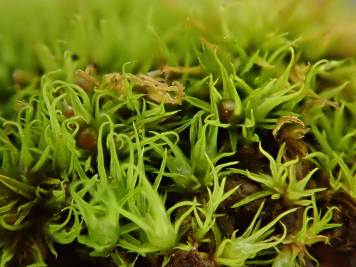 Crisp Beardless-moss (Weissia longifolia)