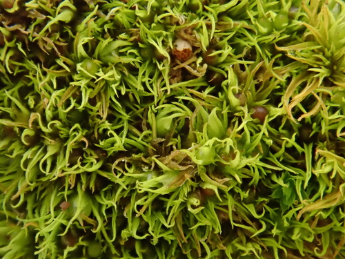 Image of Weissia longifolia by (c) Christian Berg, some rights reserved (CC BY)