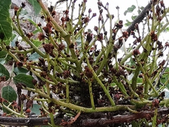 Aceria pistaciae
