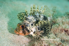 Dendrochirus barberi