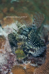 Dendrochirus barberi