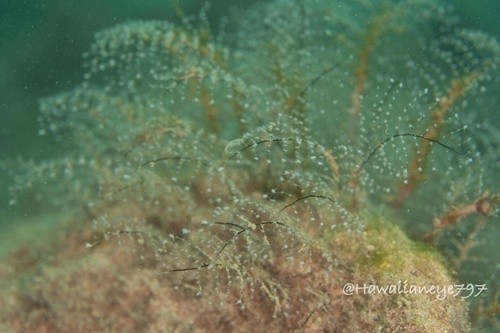 Pennaria disticha observed 2021-11-23