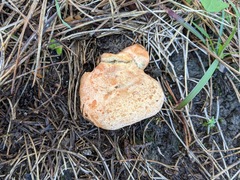 Lactarius semisanguifluus