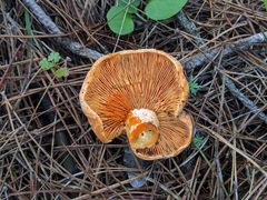 Lactarius semisanguifluus
